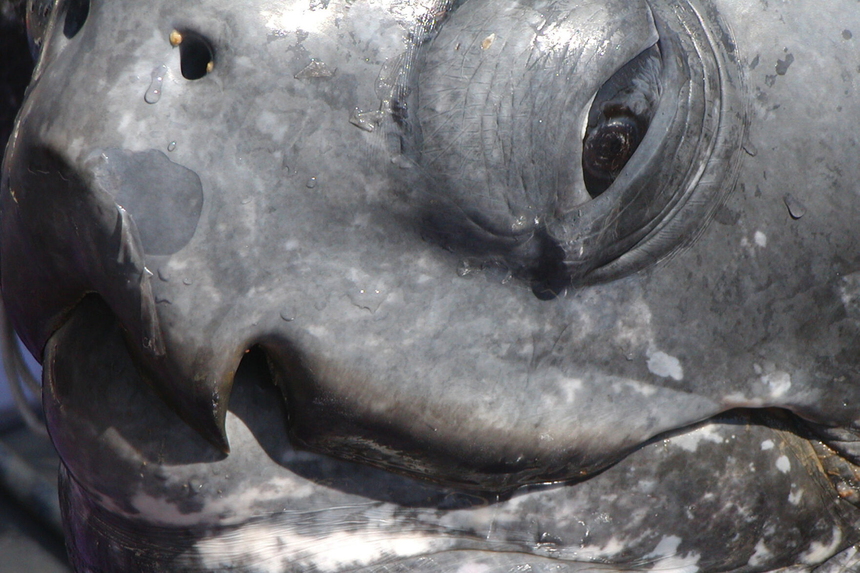 Sea Turtle Decline